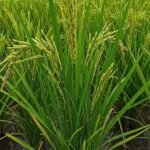 Apartment Gallery: Screenshot_20260102-074149